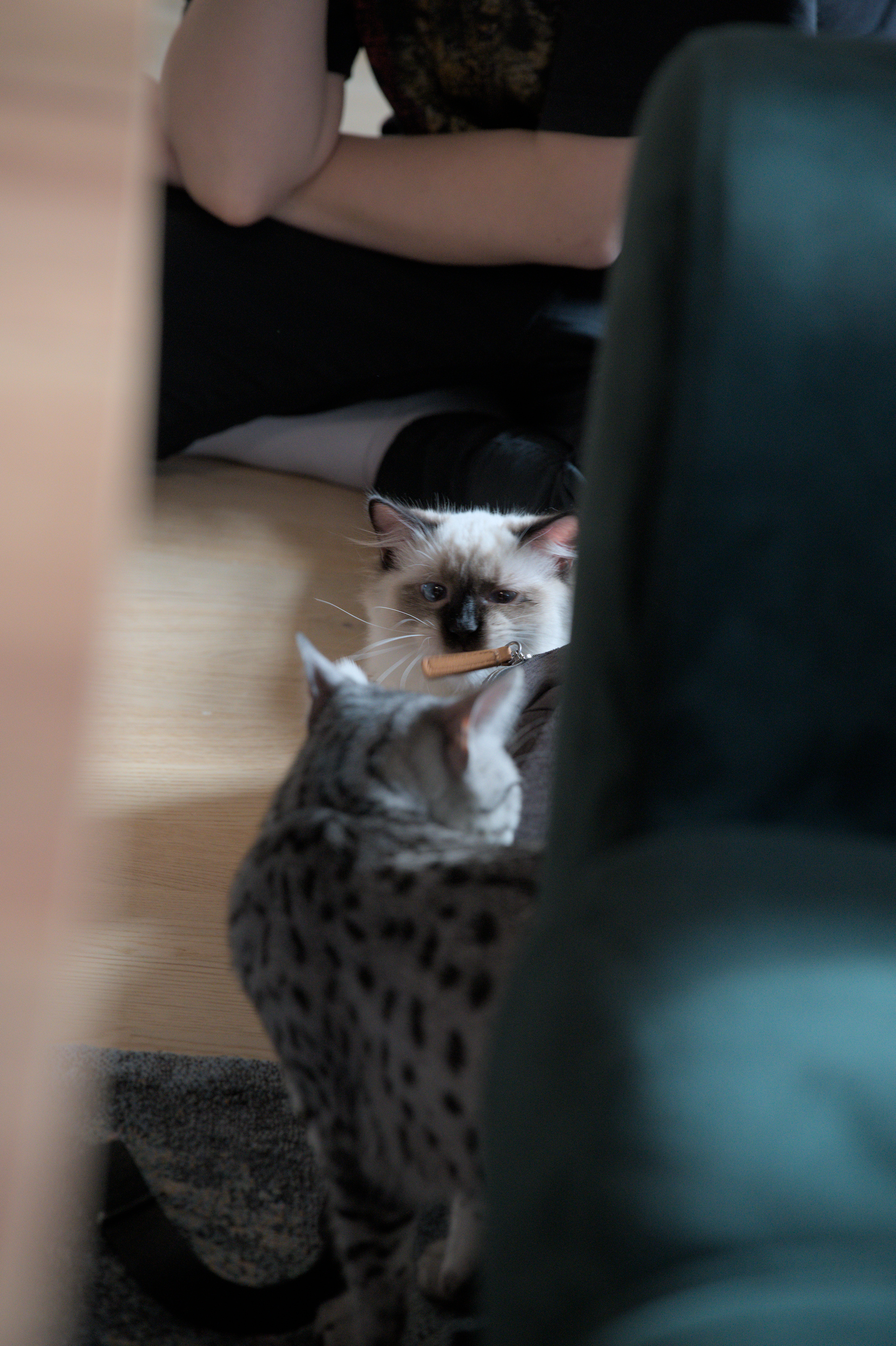 2025/10/12 - cats/DSC_0080.jpg